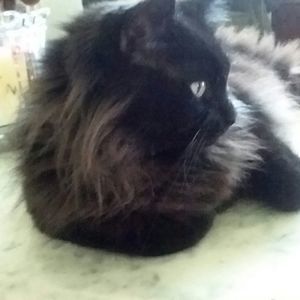 Meet your Posher, Diane